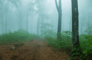 Bosque de la niebla Tarifa