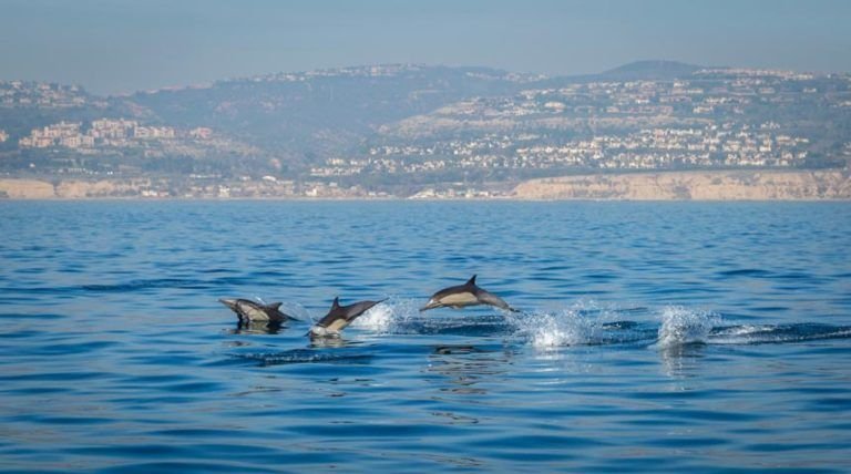Grupo de delfines saltando en el Estrecho de Gibraltar, Tarifa – Avistamiento de cetáceos en Cádiz.Grupo de delfines saltando en el Estrecho de Gibraltar, Tarifa – Avistamiento de cetáceos en Cádiz.