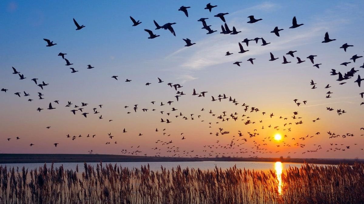 Tarifa Cozy House – Aves migratorias Tarifa Cozy House - Aves migratorias