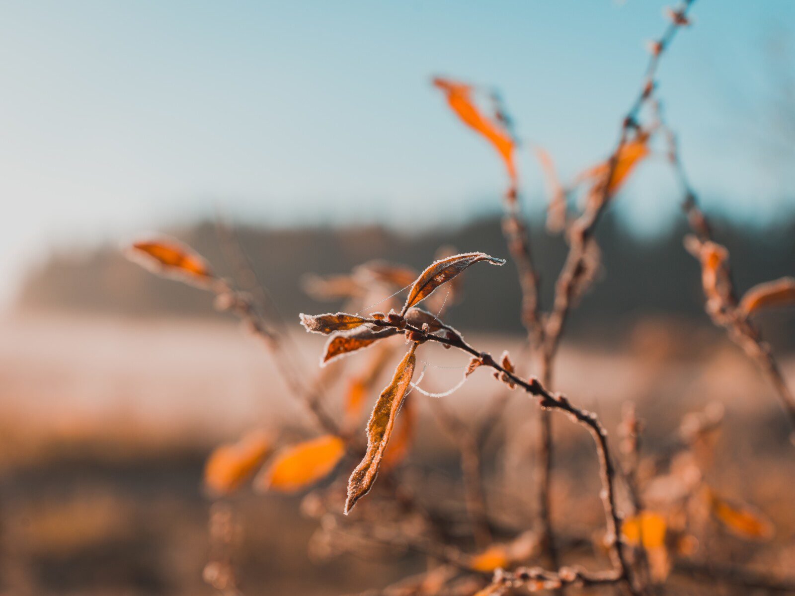 Selective focus shot of dry leaves growing on a twig with blurred background A selective focus shot of dry leaves growing on a twig with blurred background